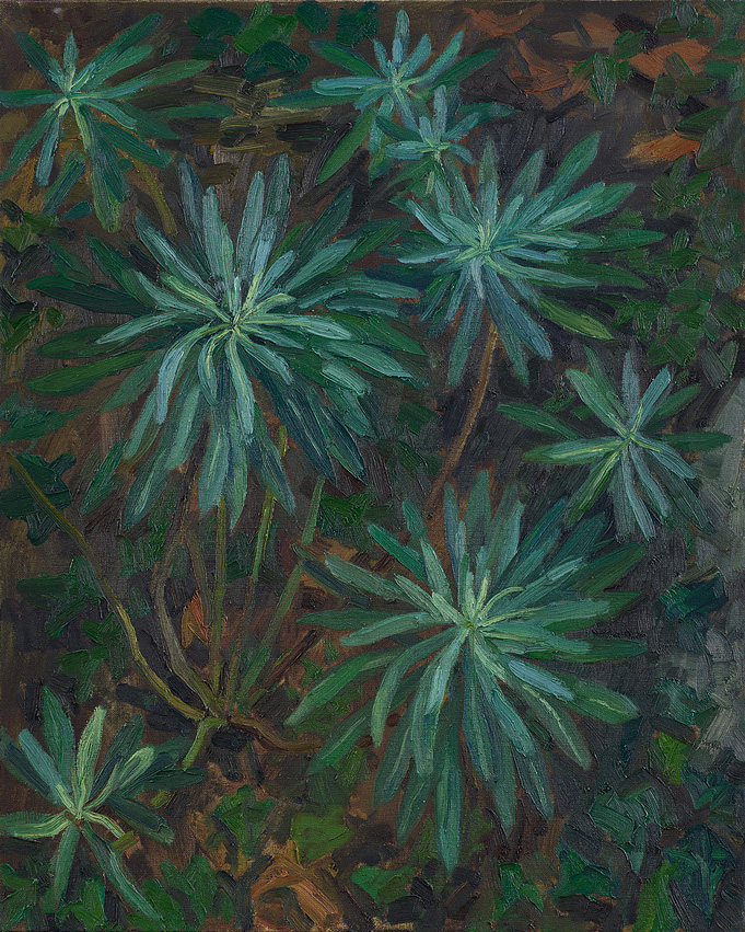  Hans_Rath_Euphorbia_81x65cm_Oel_Lwd_2001 