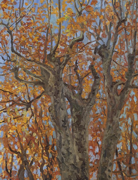 Platanen im November